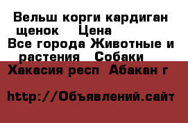 Вельш корги кардиган щенок  › Цена ­ 35 000 - Все города Животные и растения » Собаки   . Хакасия респ.,Абакан г.